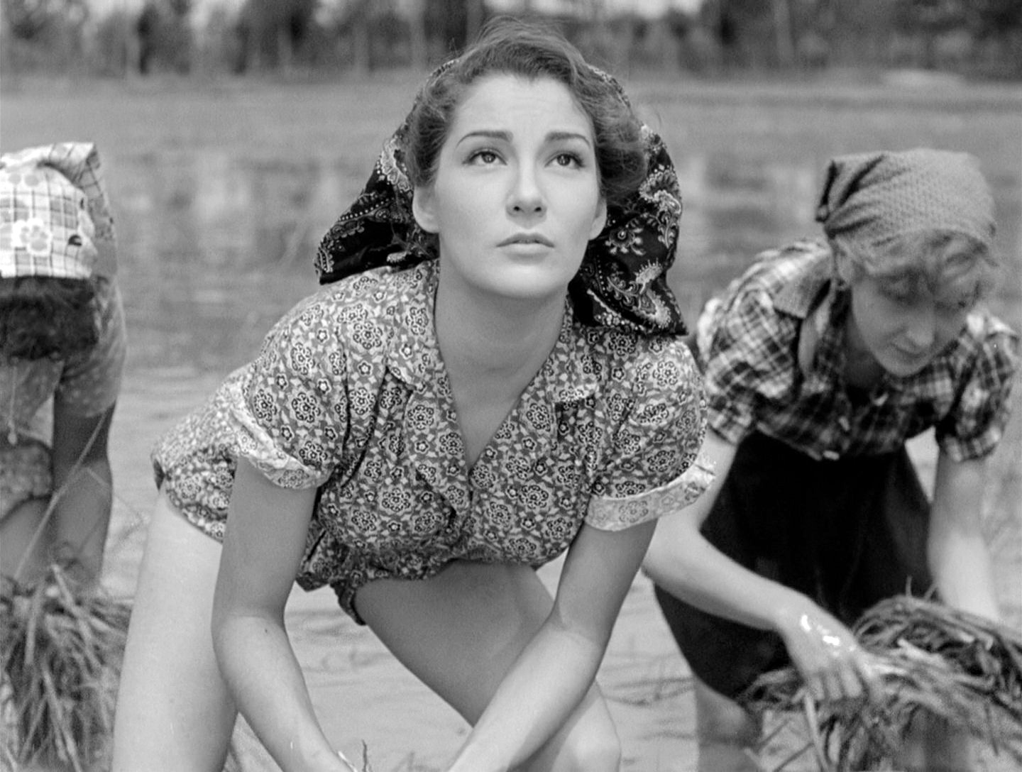 Riso amaro (1949) Doris Dowling.jpg